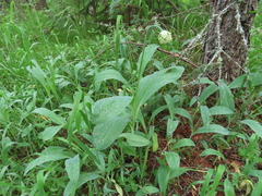 Allium microdictyon