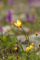 Tulipa sylvestris australis