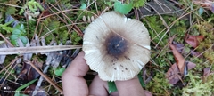 Russula iterika