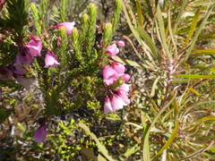 Erica axilliflora
