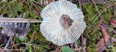 Russula iterika