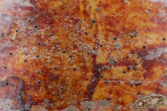 Naetrocymbe punctiformis