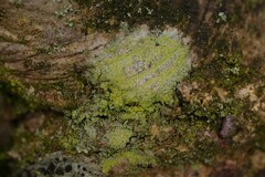 Lecanora barkmaniana