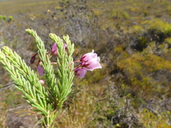 Erica axilliflora