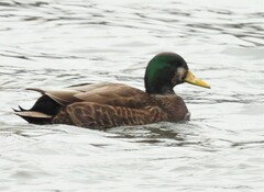 Anas rubripes × platyrhynchos