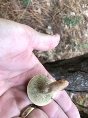 Phylloporopsis boletinoides