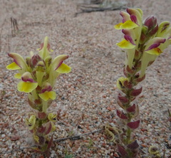 Scutellaria przewalskii