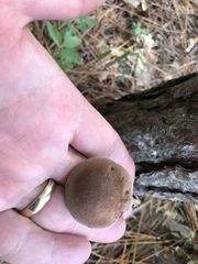 Phylloporopsis boletinoides