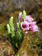 Erica axilliflora
