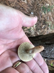 Phylloporopsis boletinoides