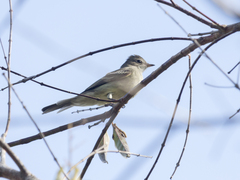 Elaenia flavogaster