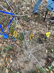 Carpinus caroliniana