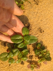 Alternanthera littoralis