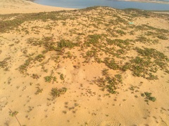 Alternanthera littoralis