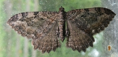 Rheumaptera meadii