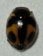 Hyperaspis festiva