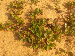 Alternanthera littoralis