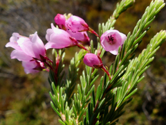 Erica axilliflora