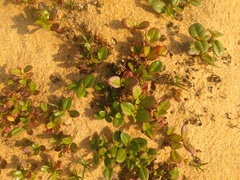 Alternanthera littoralis