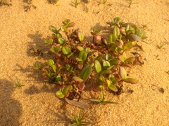 Alternanthera littoralis