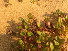 Alternanthera littoralis