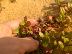 Alternanthera littoralis