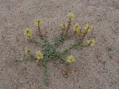 Scutellaria przewalskii