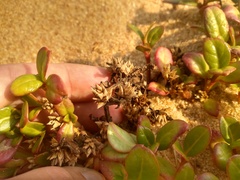Alternanthera littoralis