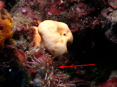 Tricleocarpa fragilis