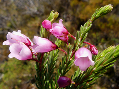 Erica axilliflora