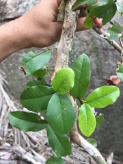 Psidium grazielae