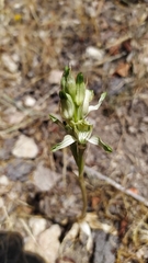 Chloraea