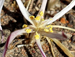 Gethyllis afra