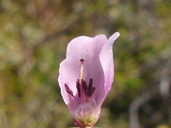 Erica axilliflora