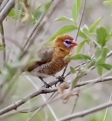 Granatina ianthinogaster