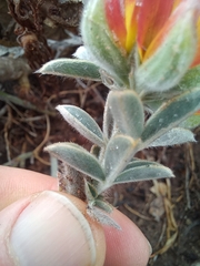Crotalarieae