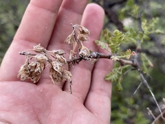 Pachycormus discolor