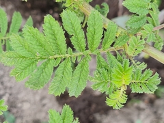 Tagetes zypaquirensis