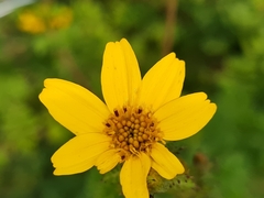 Tagetes zypaquirensis