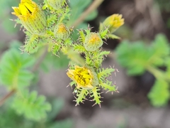 Tagetes zypaquirensis