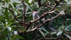 Hemixos castanonotus