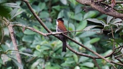 Hemixos castanonotus