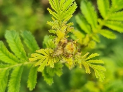 Tagetes zypaquirensis