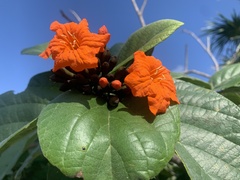 Cordia sebestena