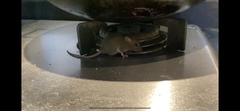 Rattus norvegicus