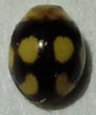 Hyperaspis pseudodonzeli