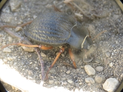 Nyctelia varipes