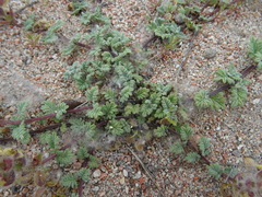 Scutellaria przewalskii