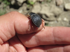 Nyctelia varipes