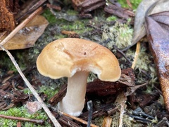 Lactifluus
